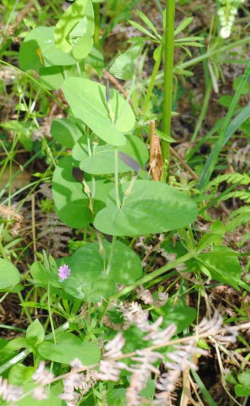 Zerynthia cassandra